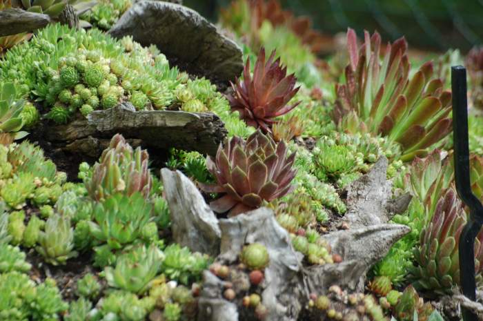 Sempervivum Dachwurz Hauswurz